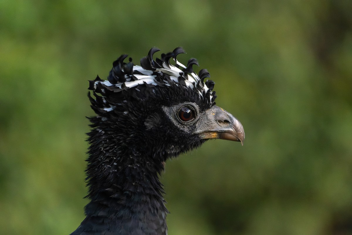 Bare-faced Curassow - ML620889825