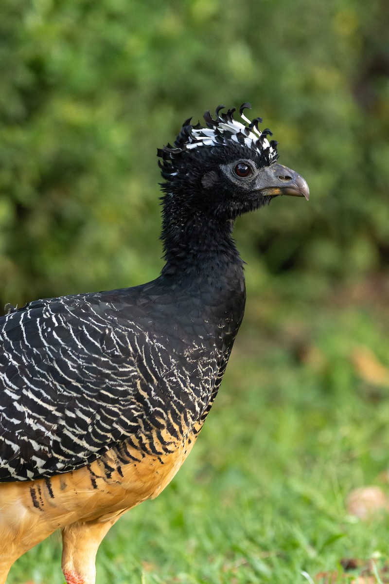 Bare-faced Curassow - ML620889826