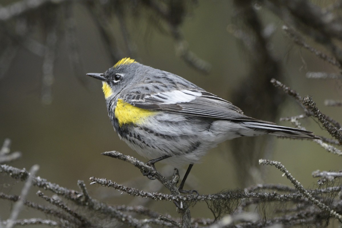 Yellow-rumped Warbler - ML620889829