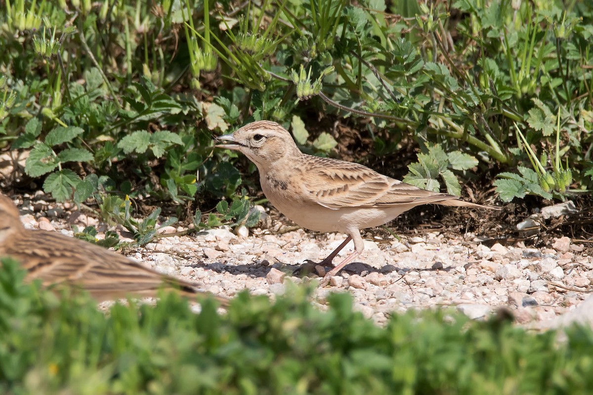 Greater Short-toed Lark - ML620889833