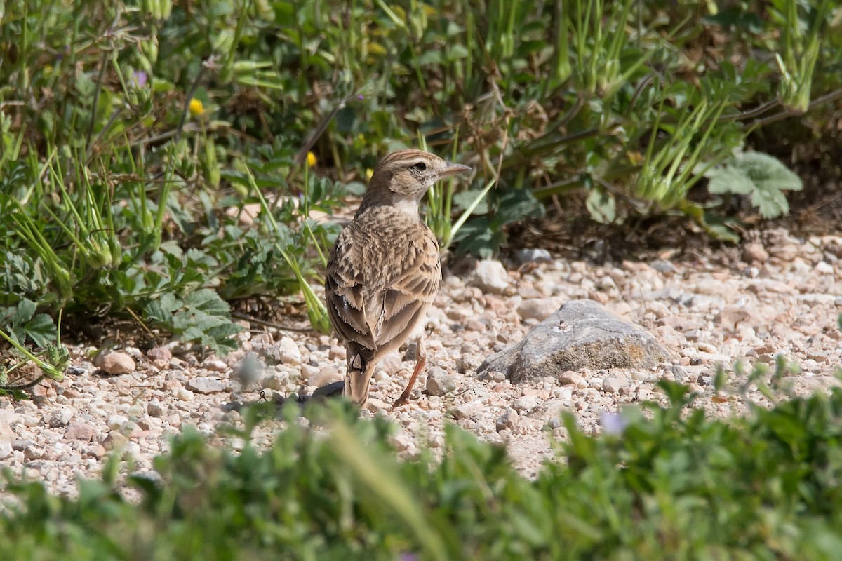 Greater Short-toed Lark - ML620889834