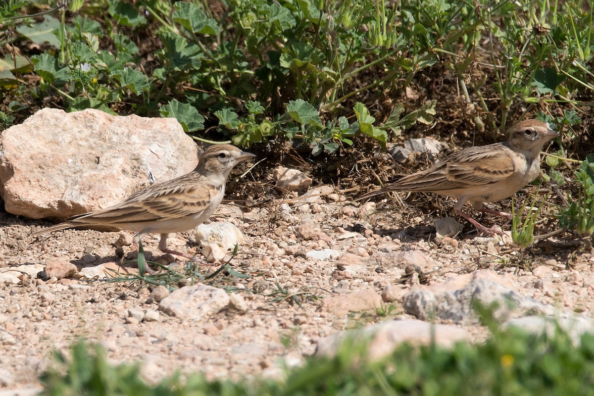 Greater Short-toed Lark - ML620889836