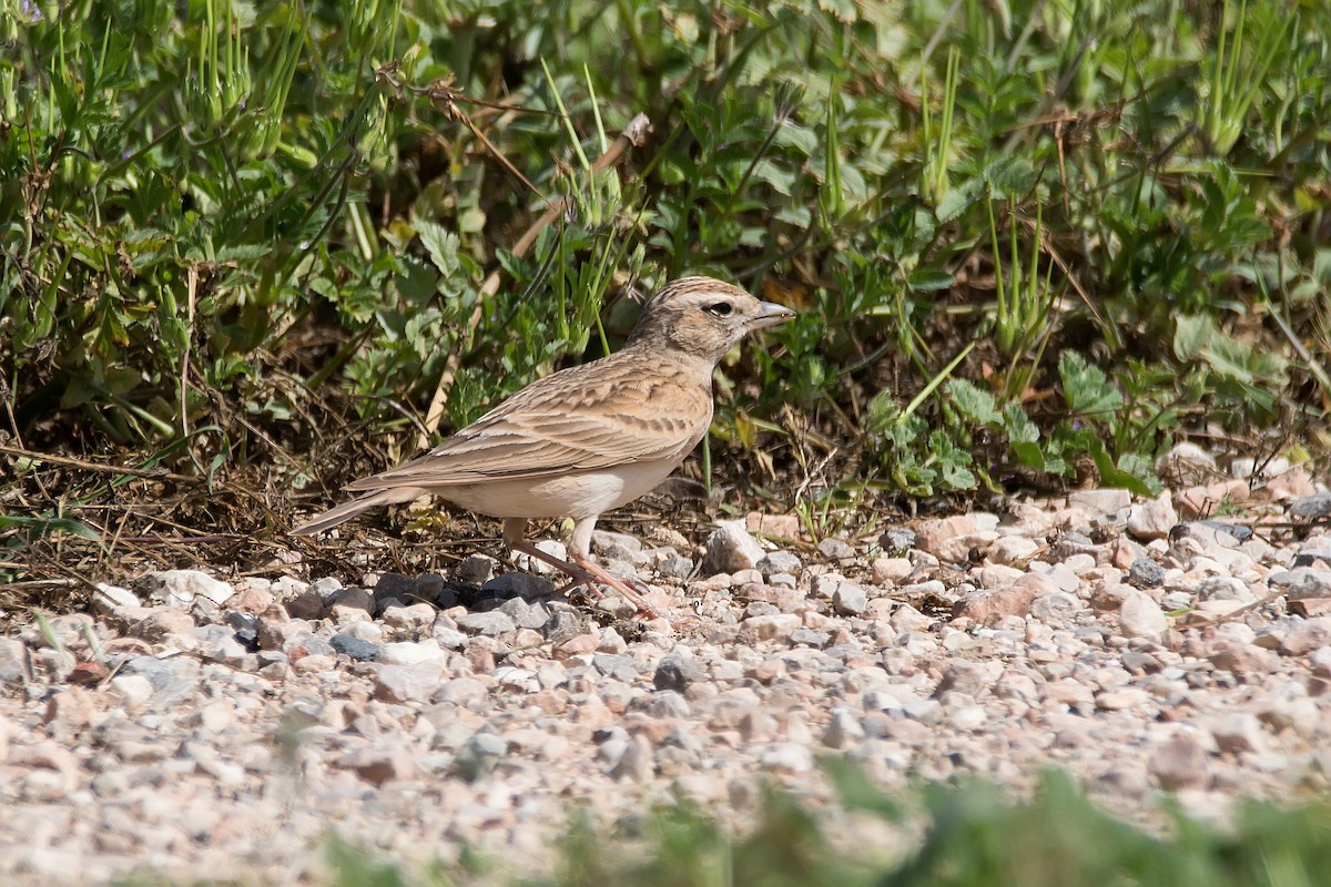 Greater Short-toed Lark - ML620889839