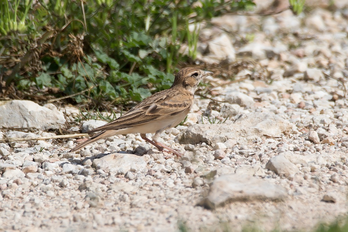 Greater Short-toed Lark - ML620889840