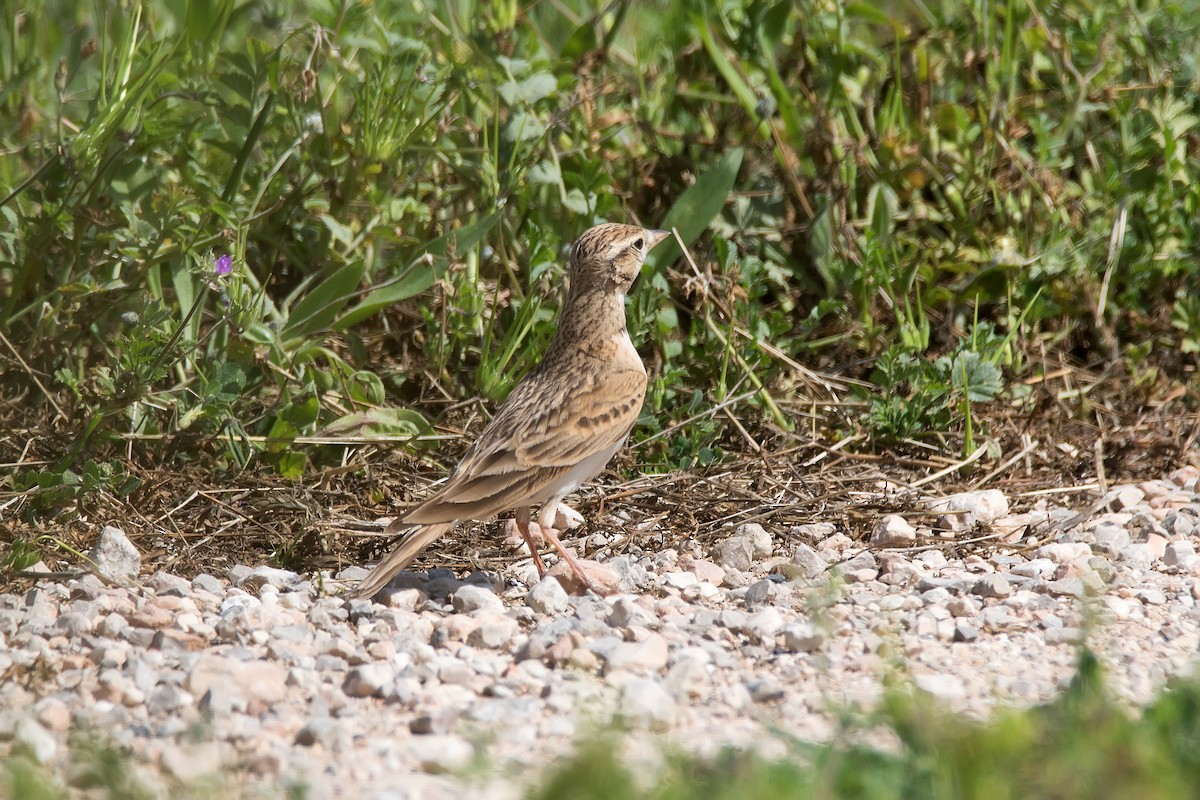 Greater Short-toed Lark - ML620889841