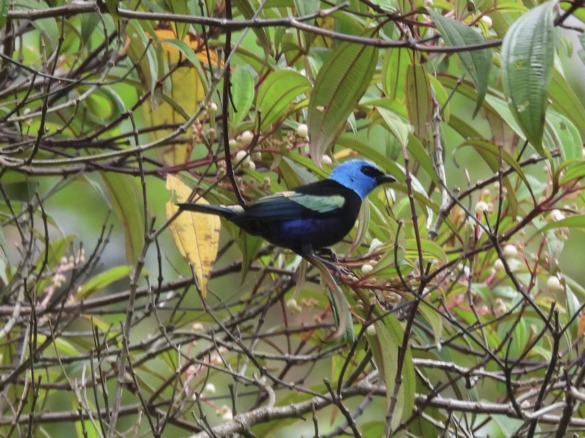 Blue-necked Tanager - ML620889842