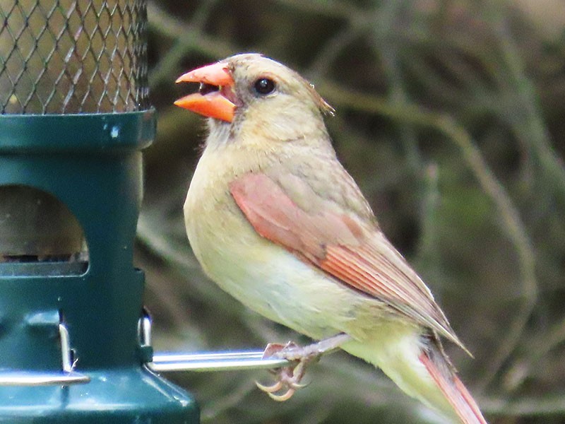 Northern Cardinal - ML620889843