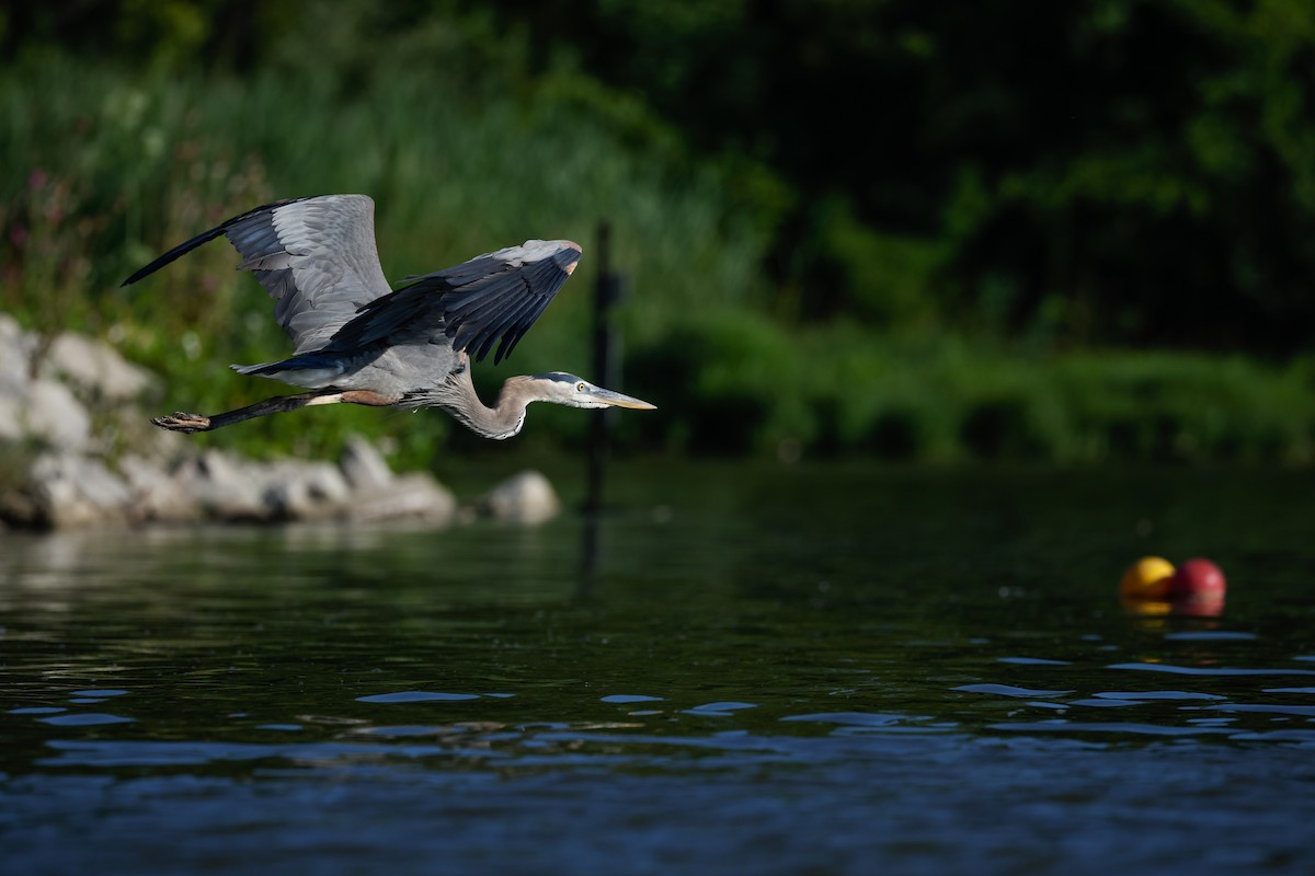 Great Blue Heron - ML620889844