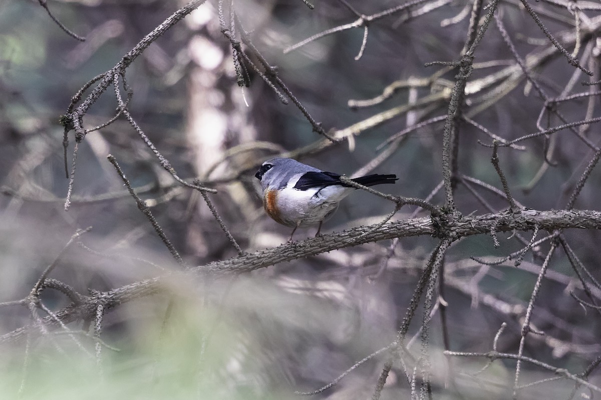 Gray-headed Bullfinch - ML620889845