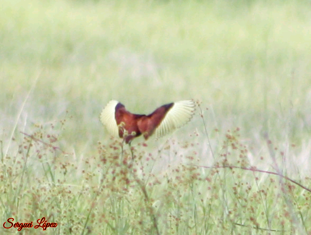 Jacana du Mexique - ML620889847