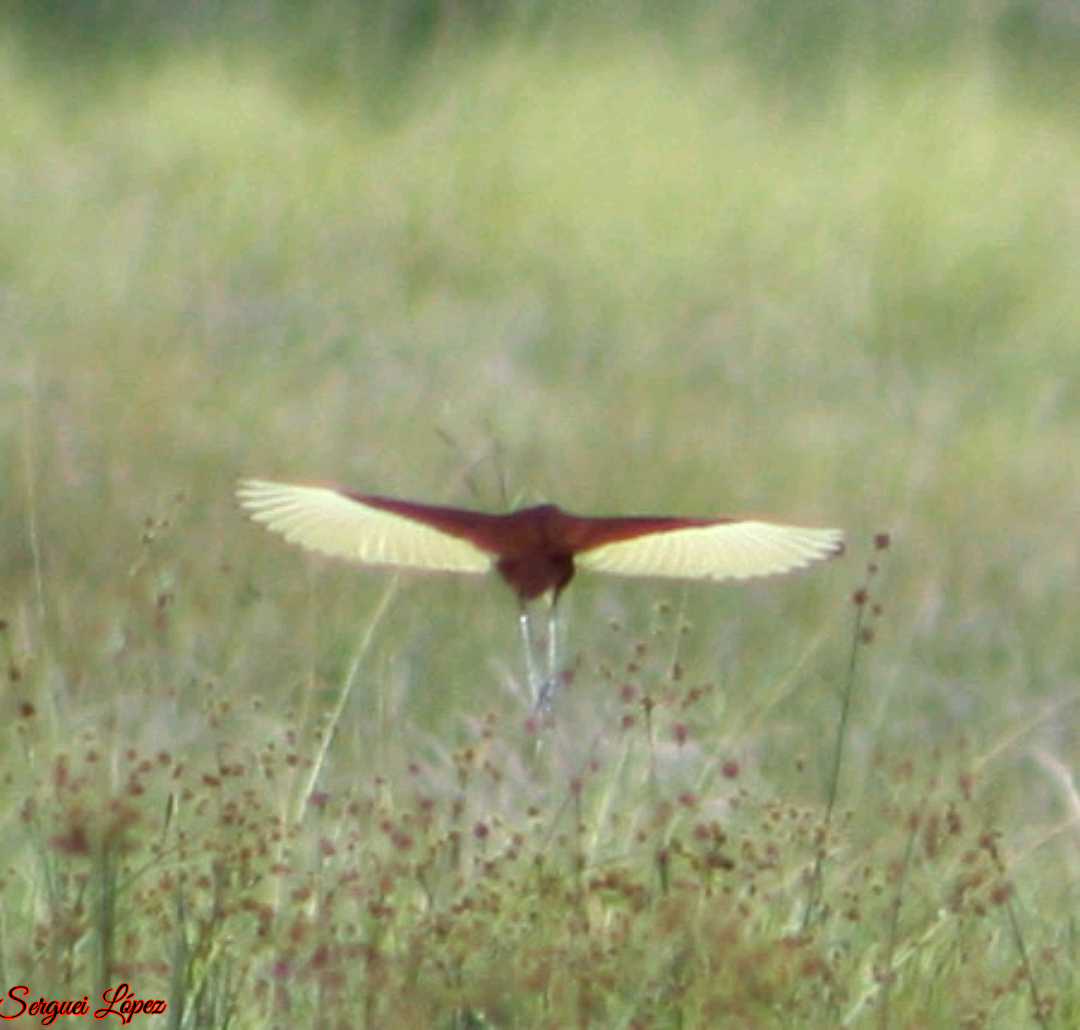 Jacana du Mexique - ML620889848