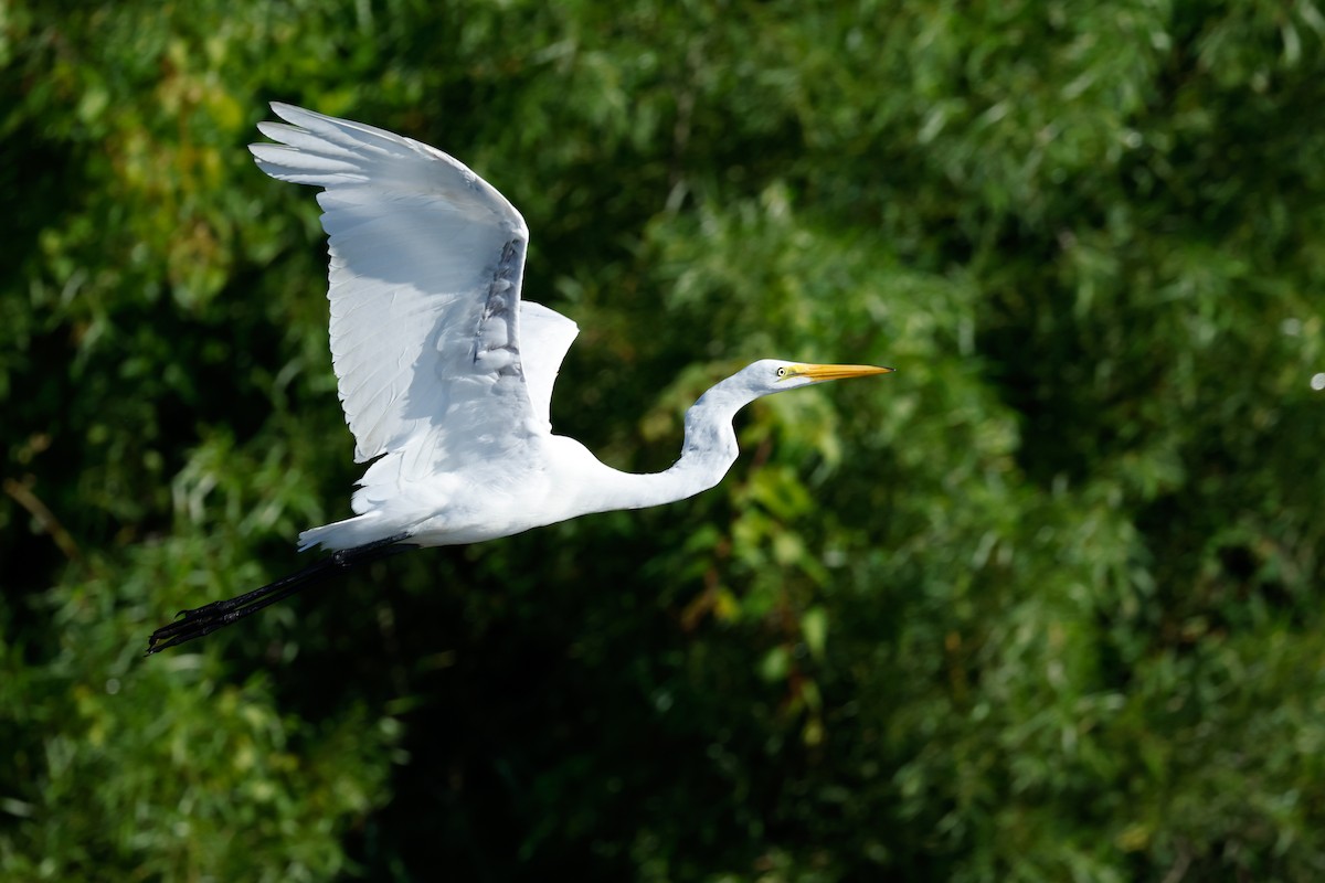 Great Egret - ML620889849