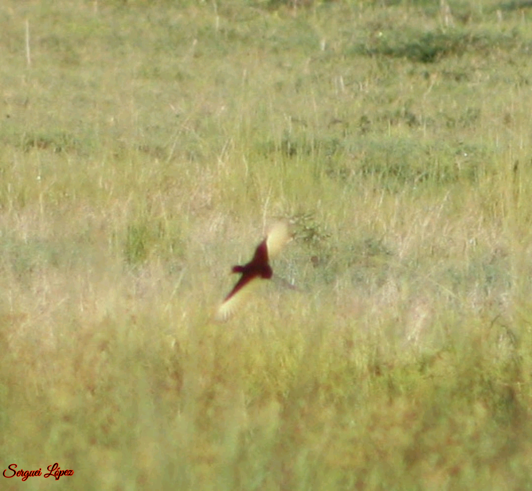 Jacana du Mexique - ML620889850