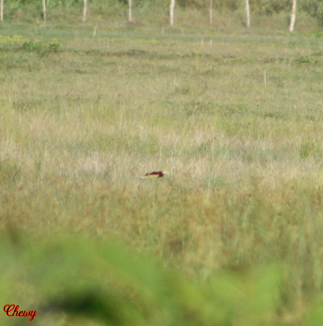 Jacana du Mexique - ML620889851