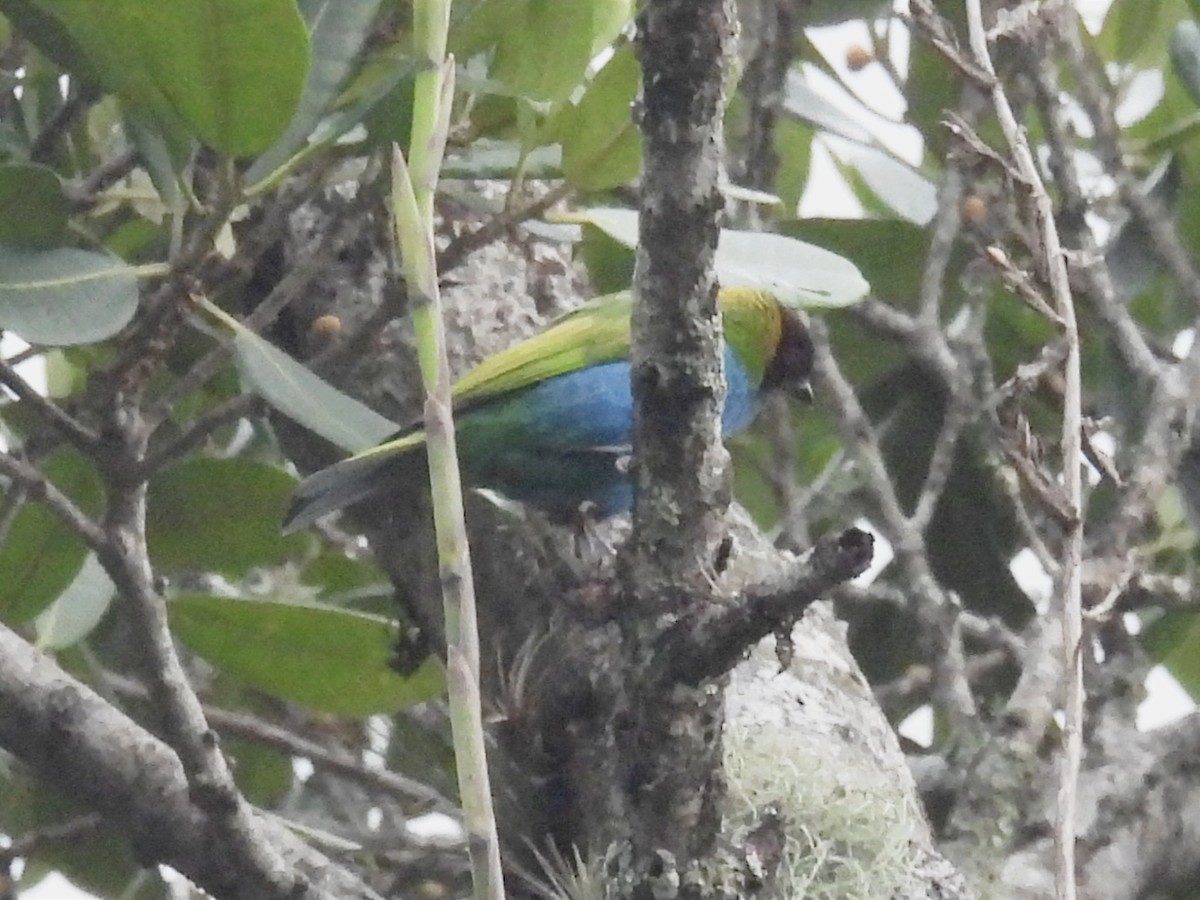 Bay-headed Tanager - ML620889852