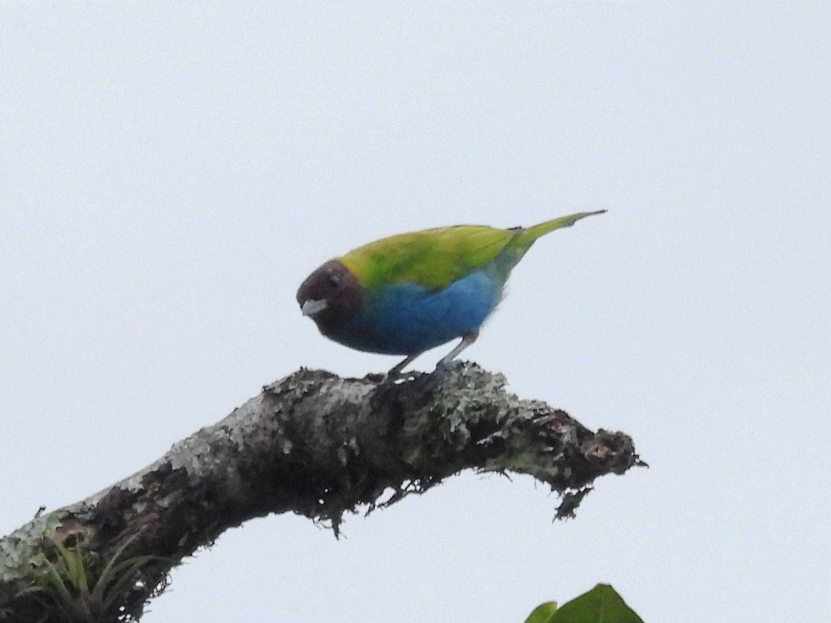 Bay-headed Tanager - ML620889853