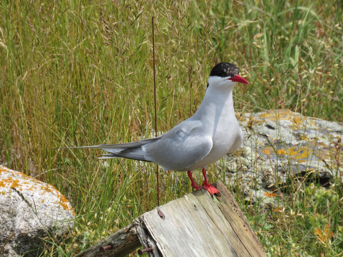 Arctic Tern - ML620889854