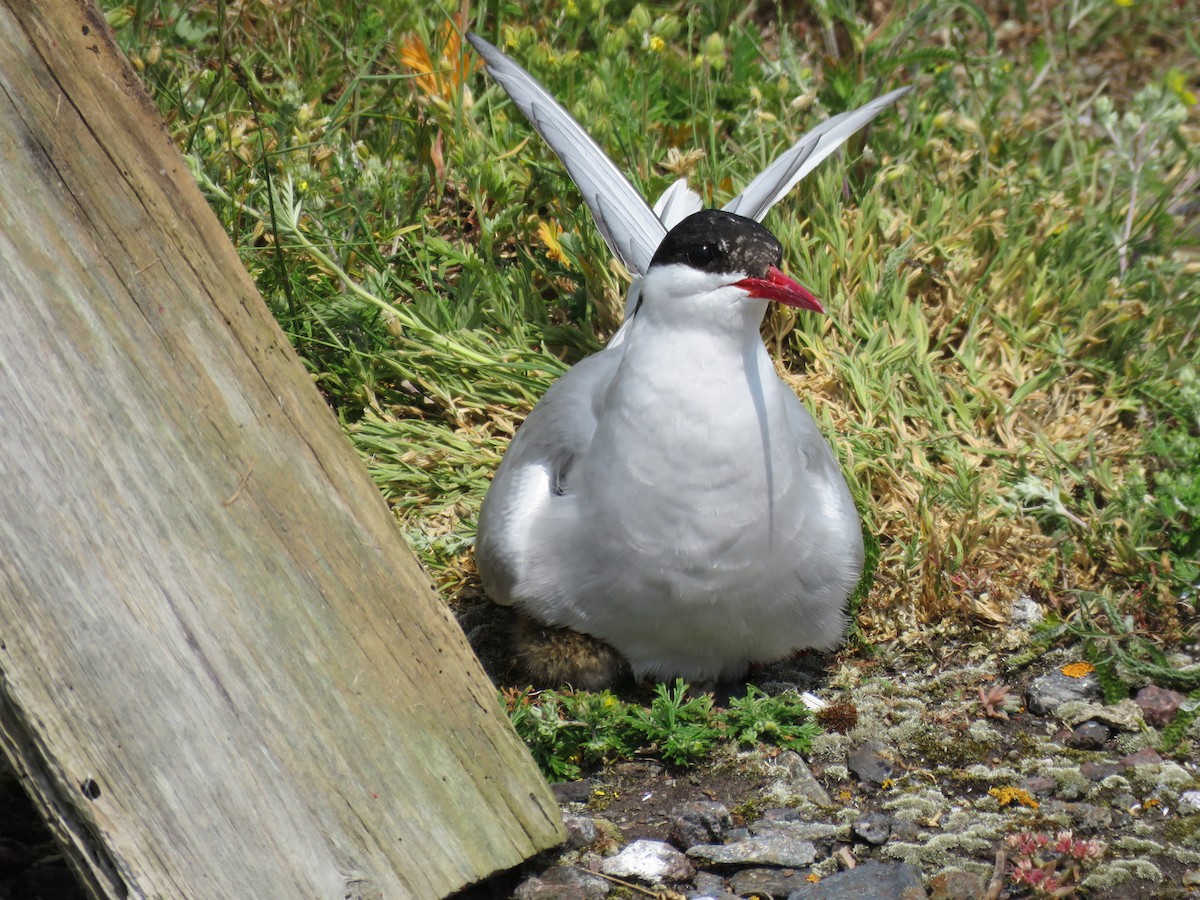 Arctic Tern - ML620889855