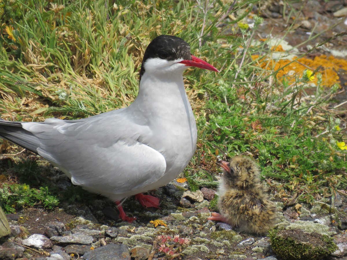 Arctic Tern - ML620889856