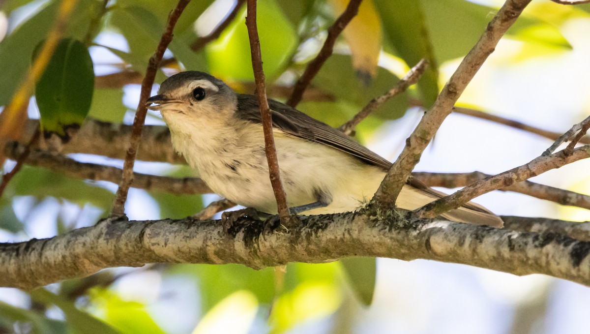 Warbling Vireo - ML620889857