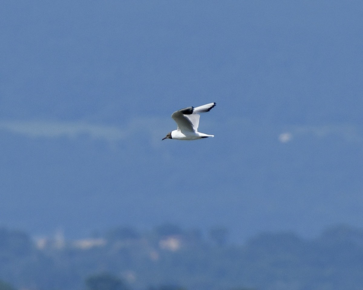 Black-headed Gull - ML620889858