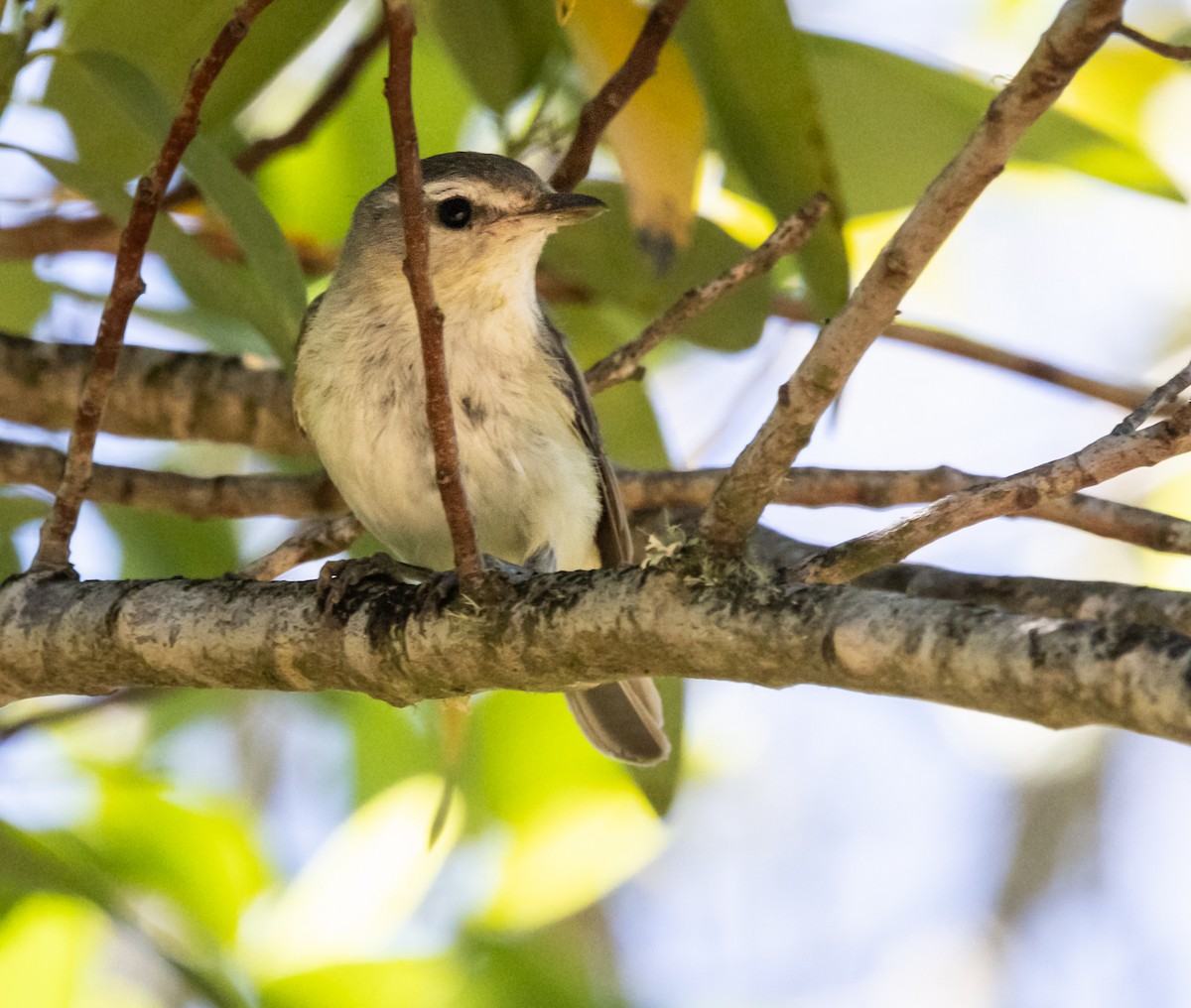 Warbling Vireo - ML620889859