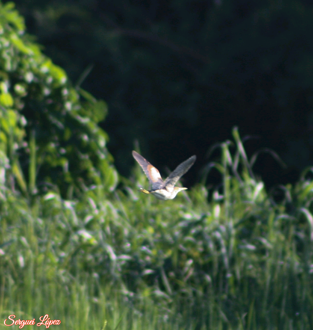 Least Bittern - ML620889861