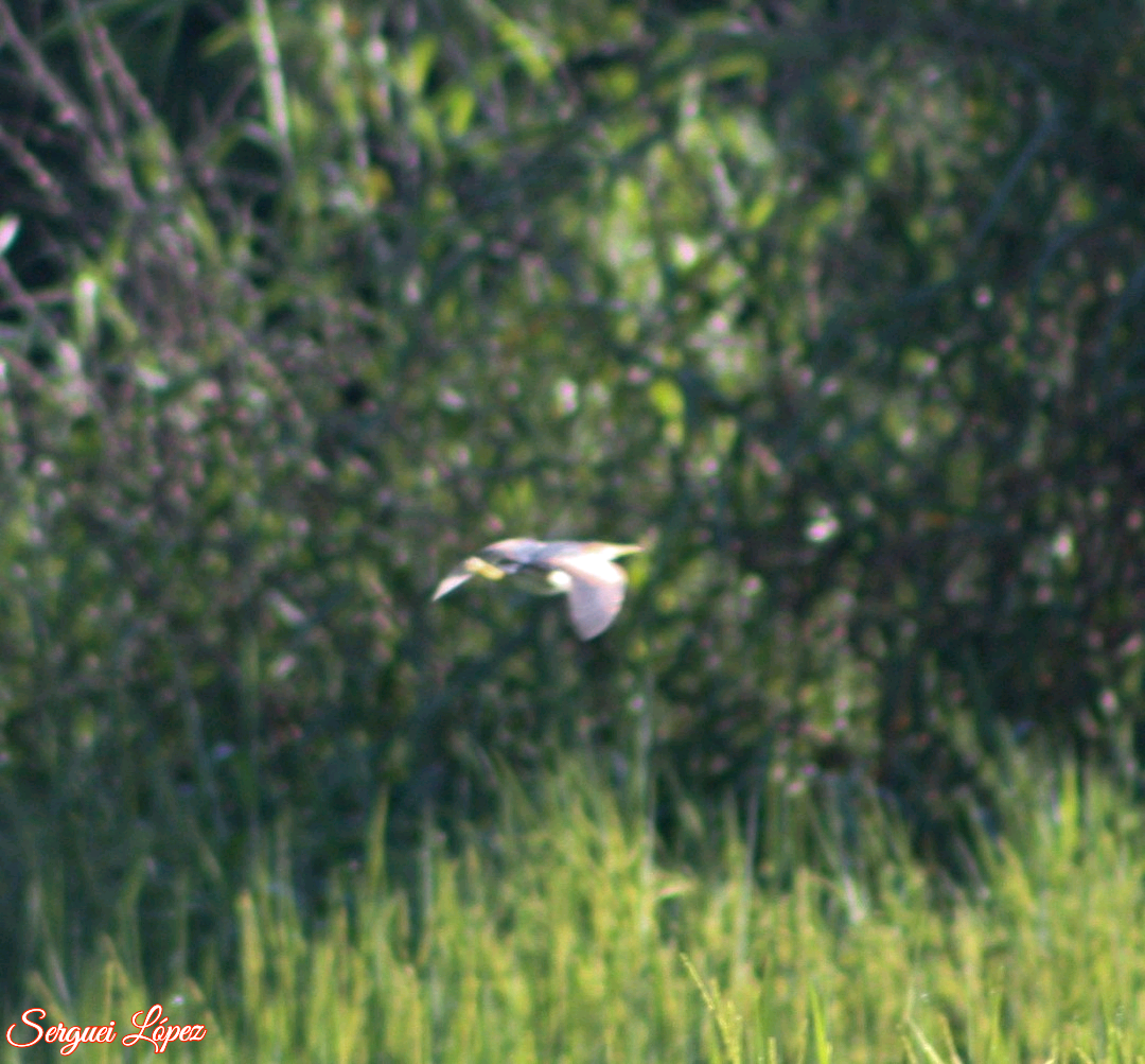 Least Bittern - ML620889862