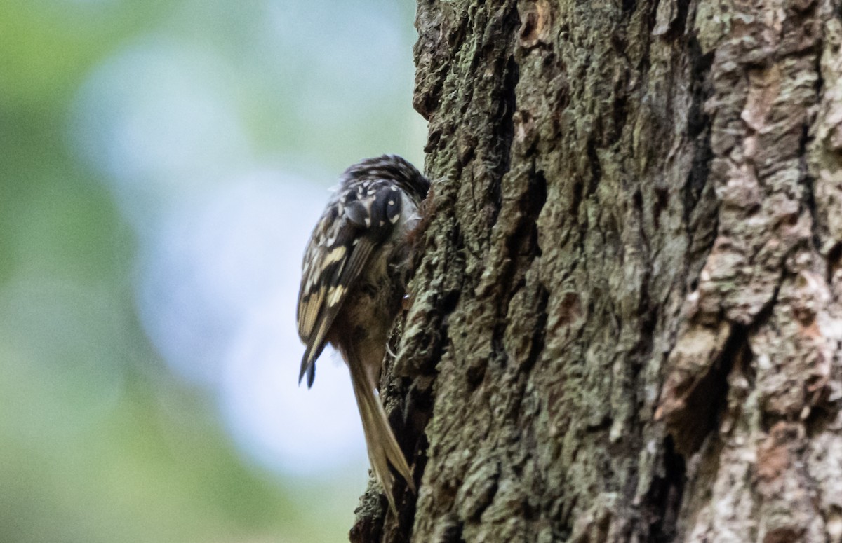 Brown Creeper - ML620889865