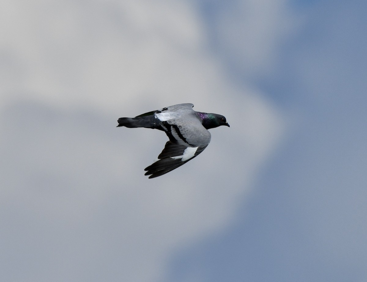 Rock Pigeon (Feral Pigeon) - ML620889868