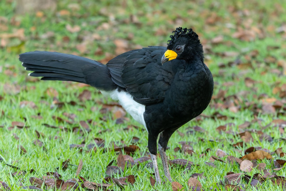 Bare-faced Curassow - ML620889869