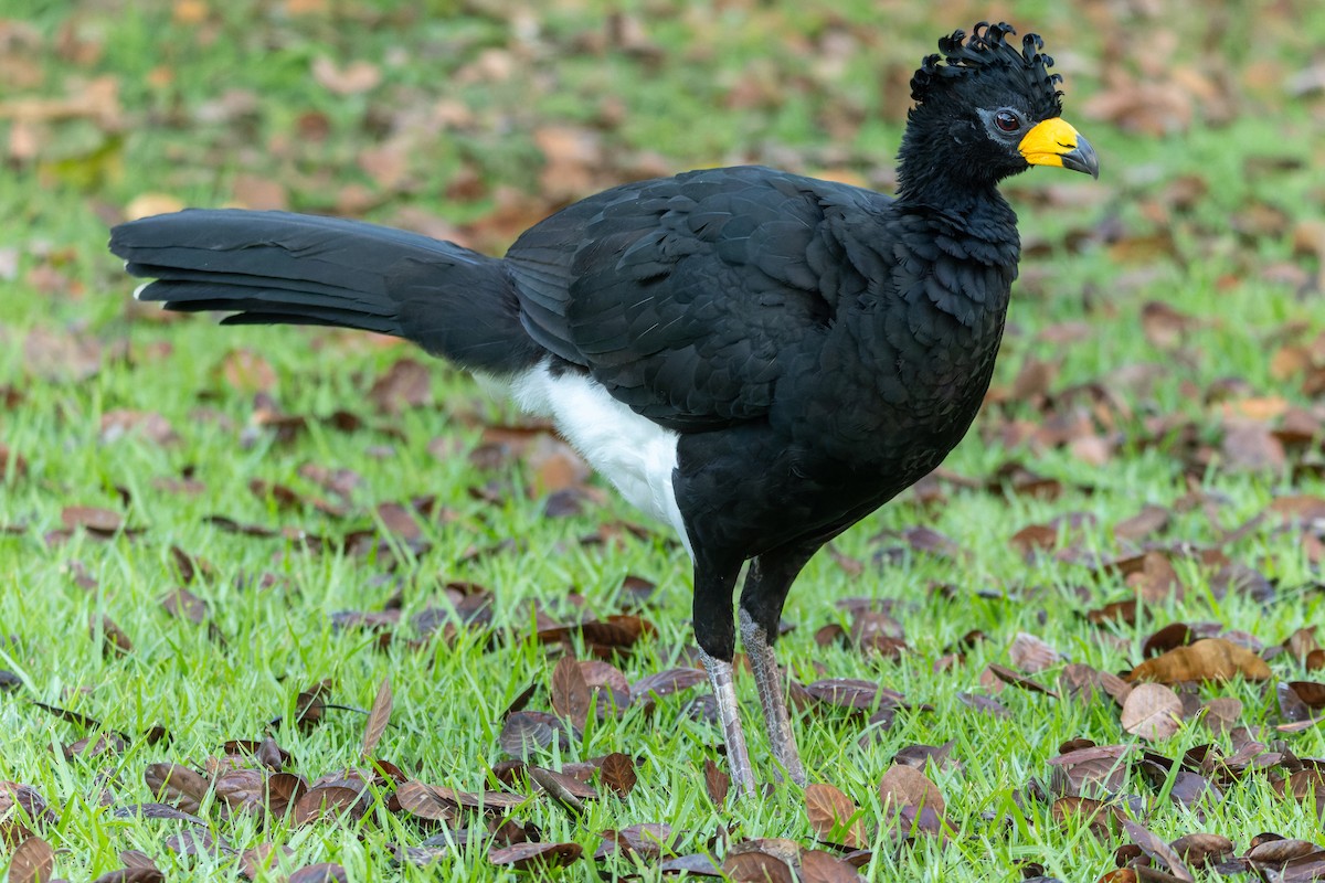Bare-faced Curassow - ML620889870
