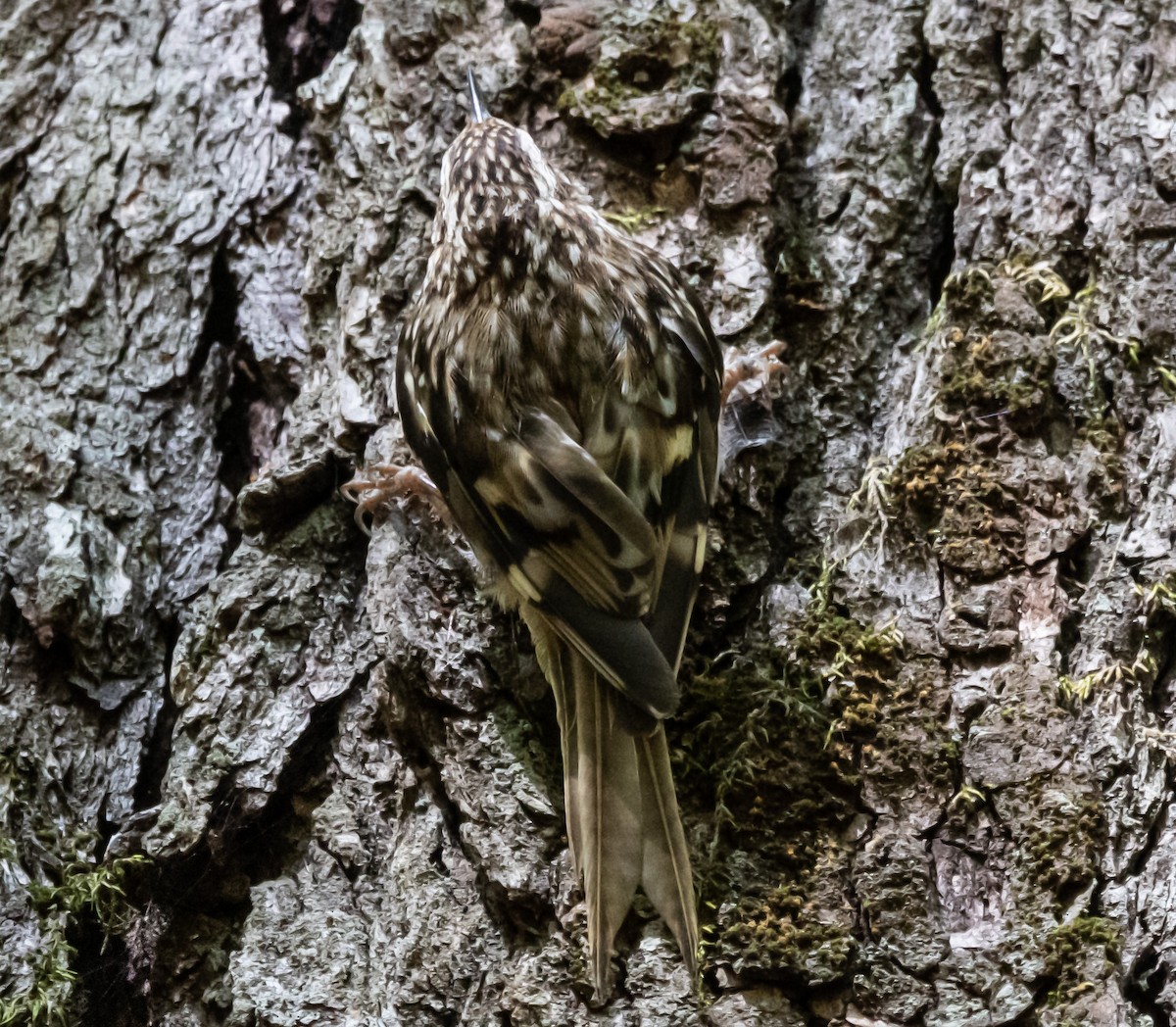 Brown Creeper - ML620889871