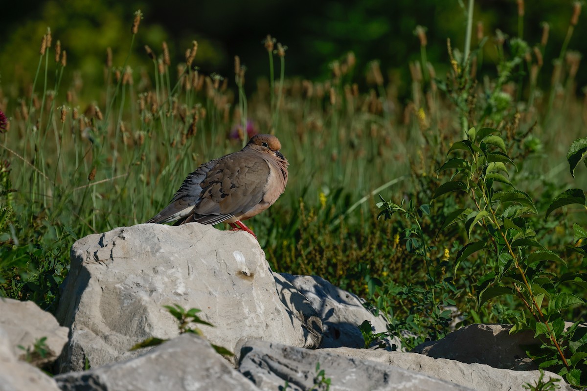 Mourning Dove - ML620889878