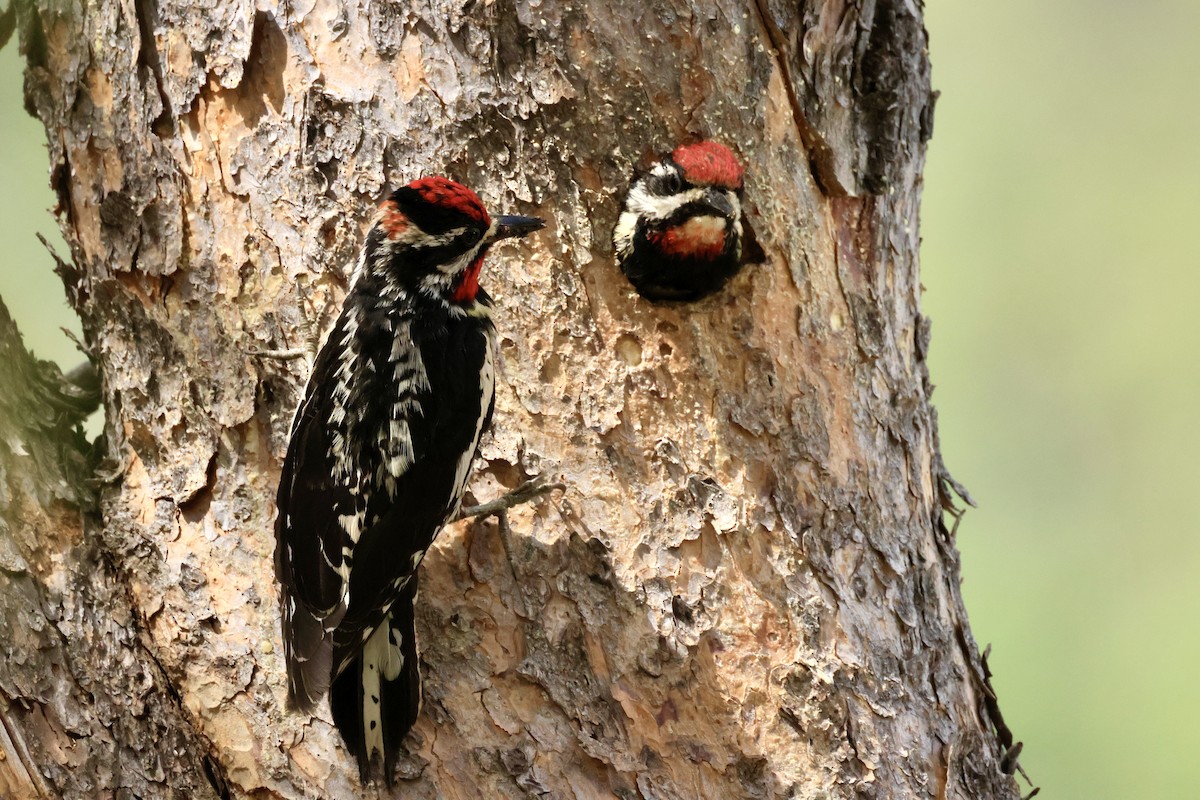 Red-naped Sapsucker - ML620889887