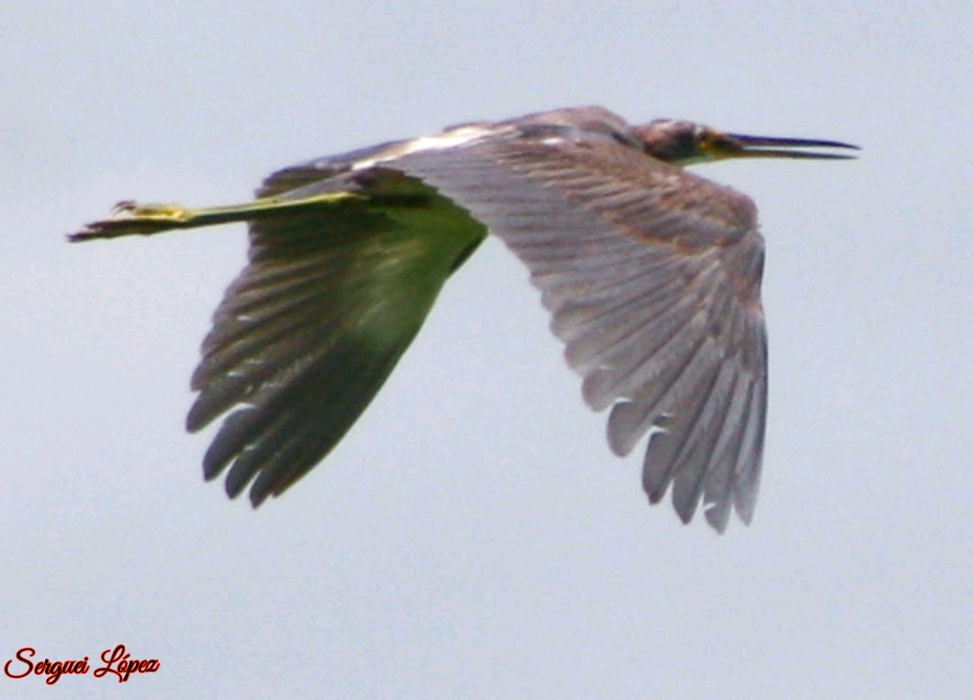 Tricolored Heron - ML620889891