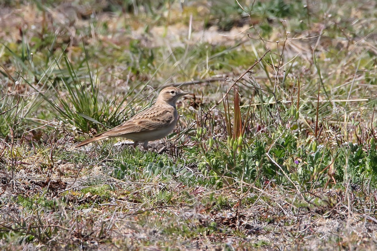 Greater Short-toed Lark - ML620889910