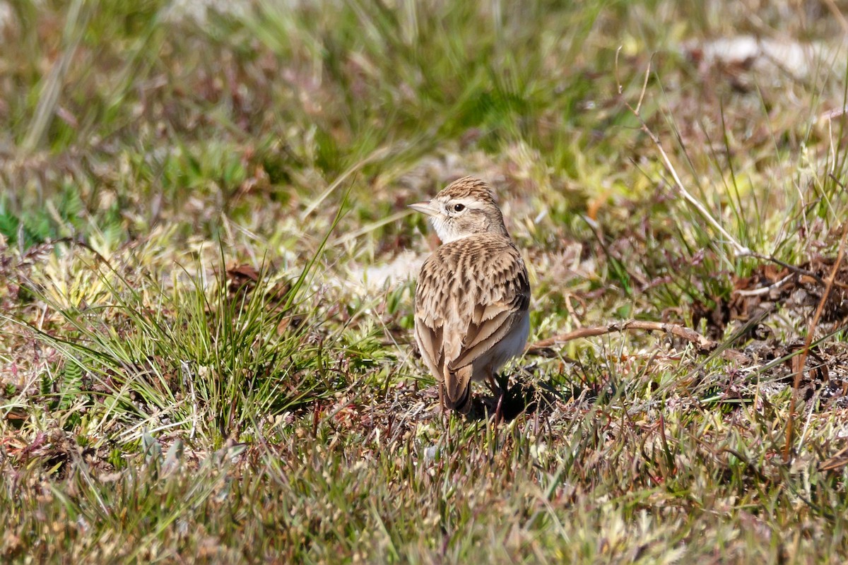 Greater Short-toed Lark - ML620889912