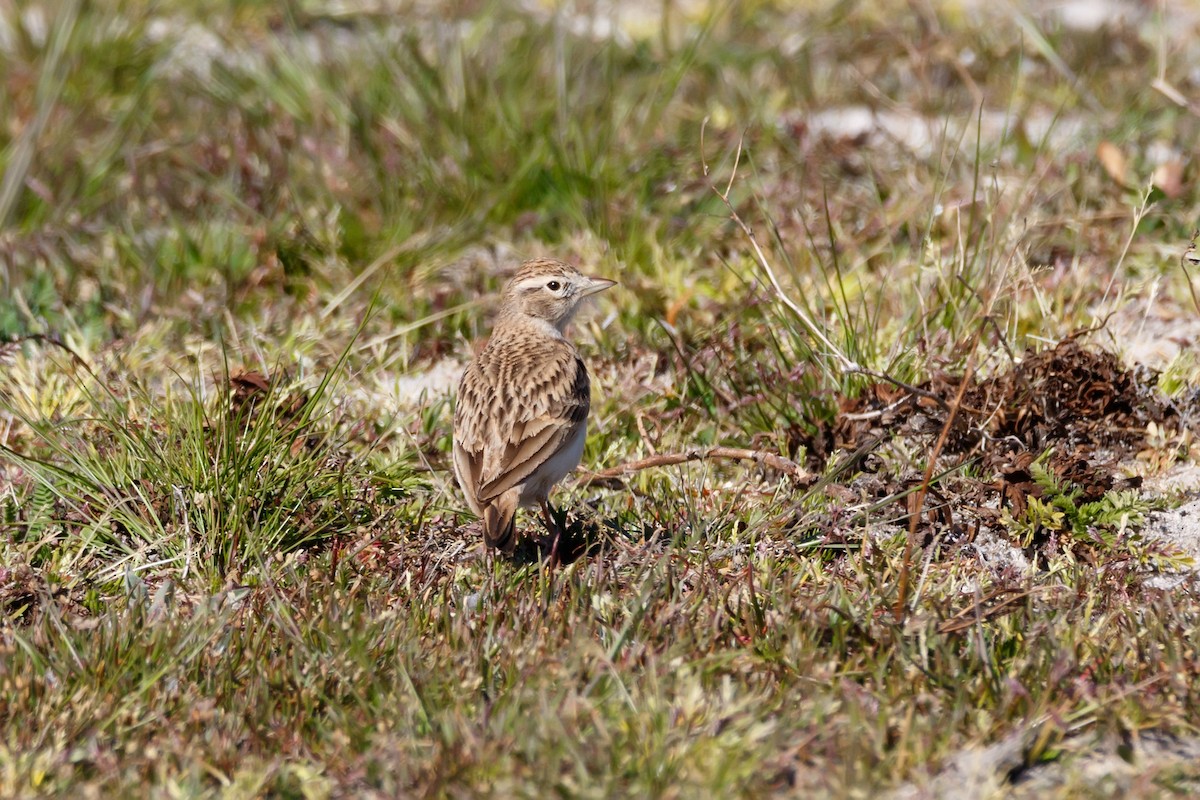 Greater Short-toed Lark - ML620889913