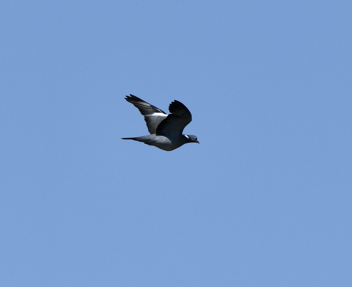 Common Wood-Pigeon - ML620889929