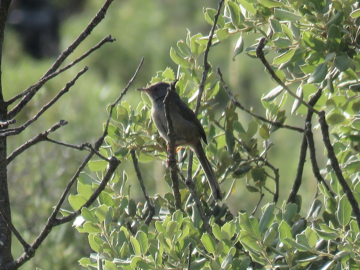 Dartford Warbler - ML620889930