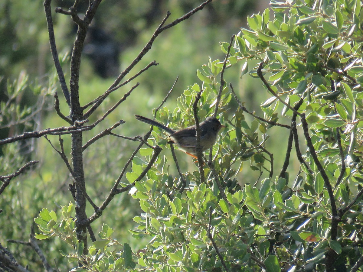 Dartford Warbler - ML620889931