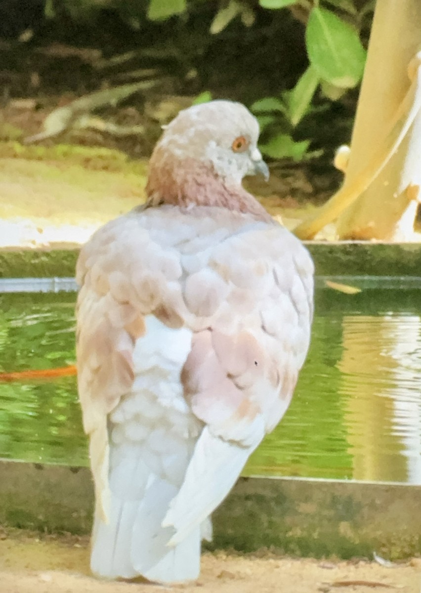 Rock Pigeon (Feral Pigeon) - ML620889932