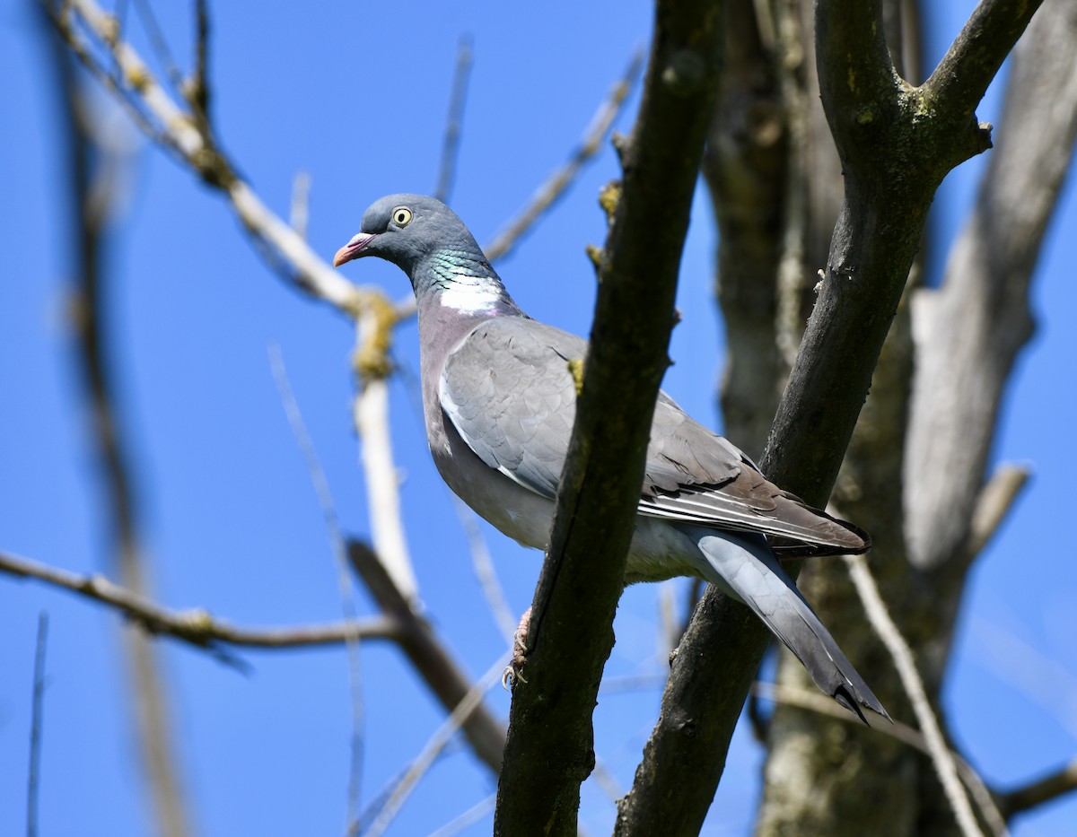 Common Wood-Pigeon - ML620889933