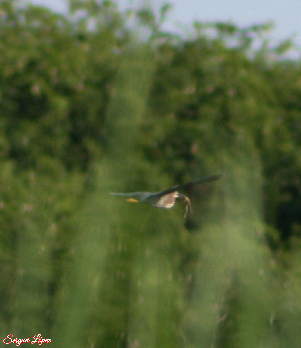 Green Heron - ML620889938