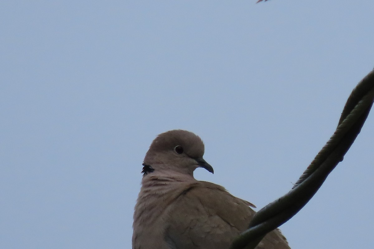 Eurasian Collared-Dove - ML620889944