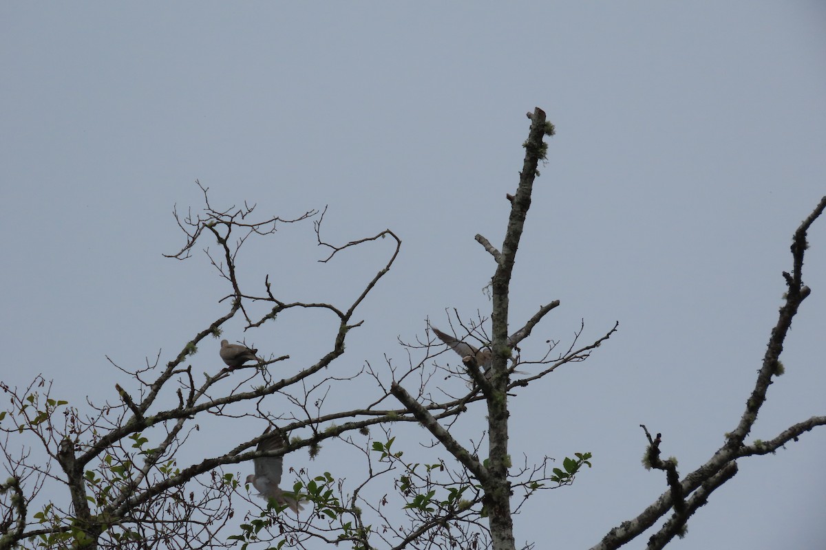 Eurasian Collared-Dove - ML620889946