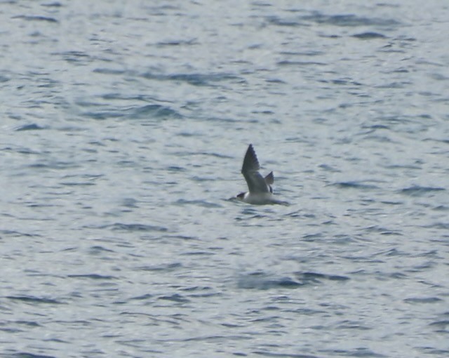 White-tailed Tropicbird - ML620889950