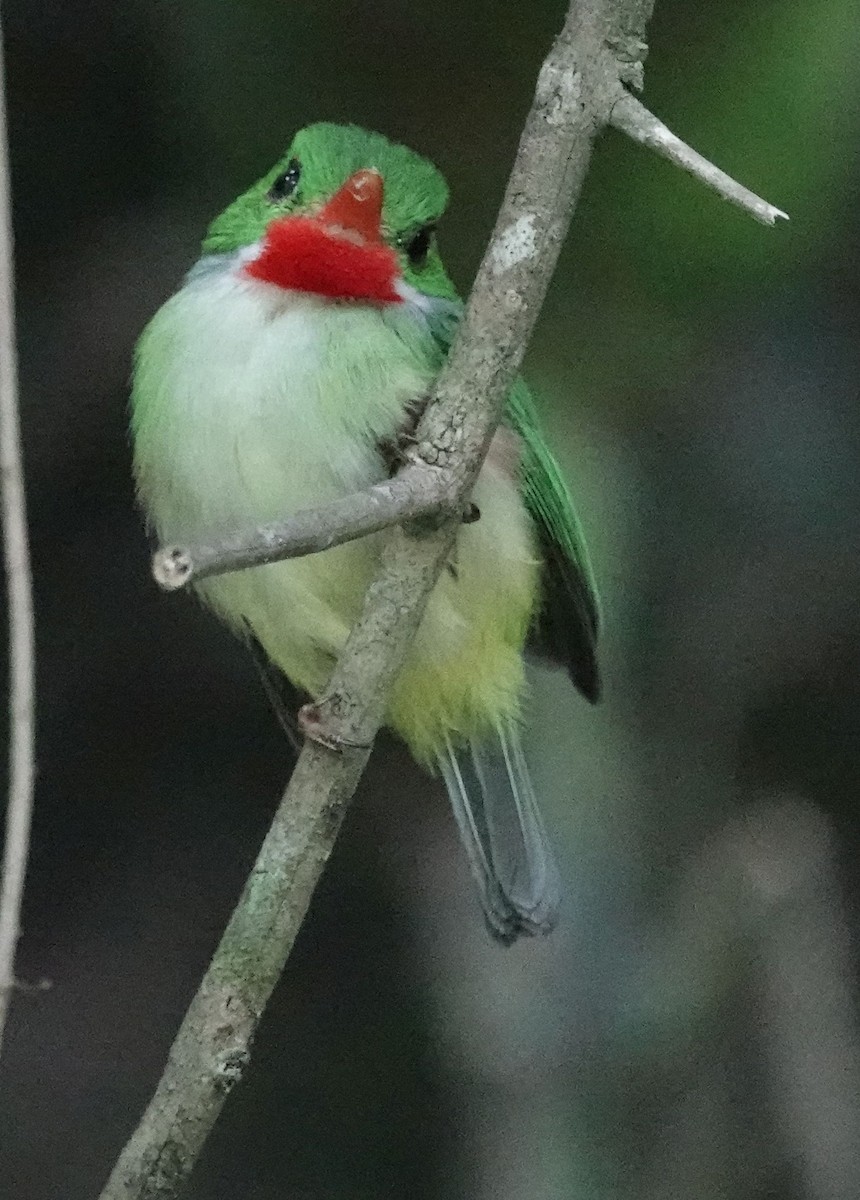 Jamaican Tody - ML620889952