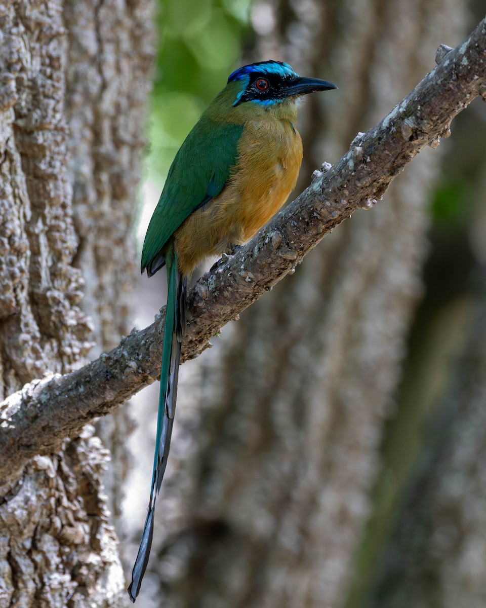 blåpannemotmot - ML620889954